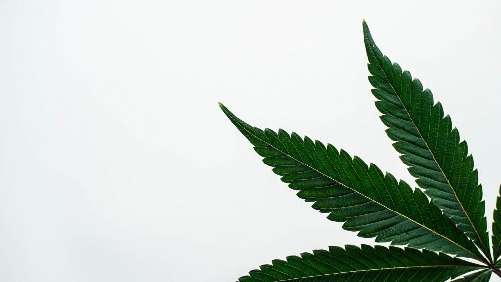 three leaves from a marijuana plant pictured over a white background